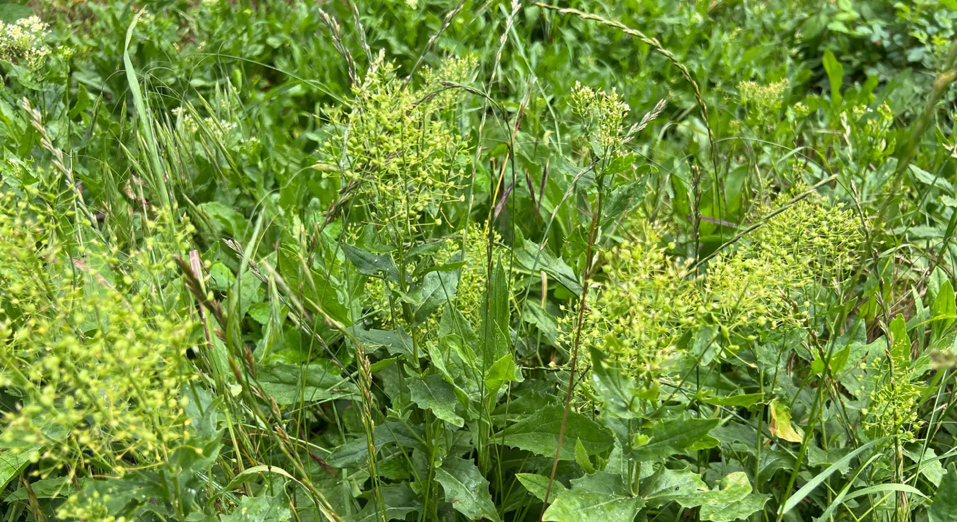 Image of White Top Noxious Perennial Weed 1920 x 1048