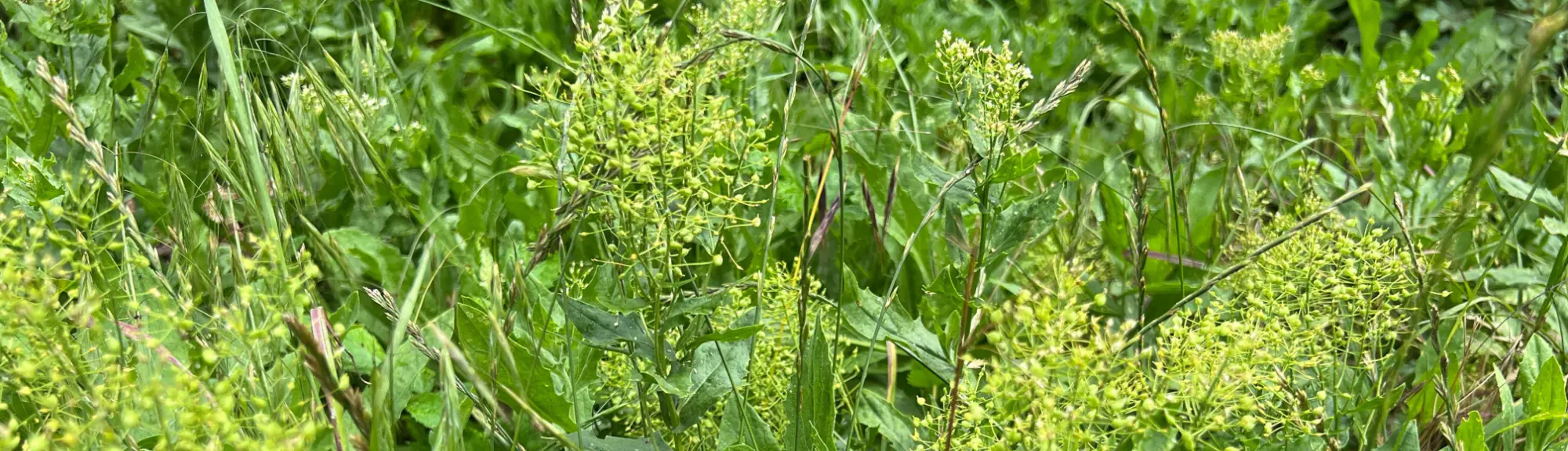 Image of White Top Noxious Perennial Weed 2000_576