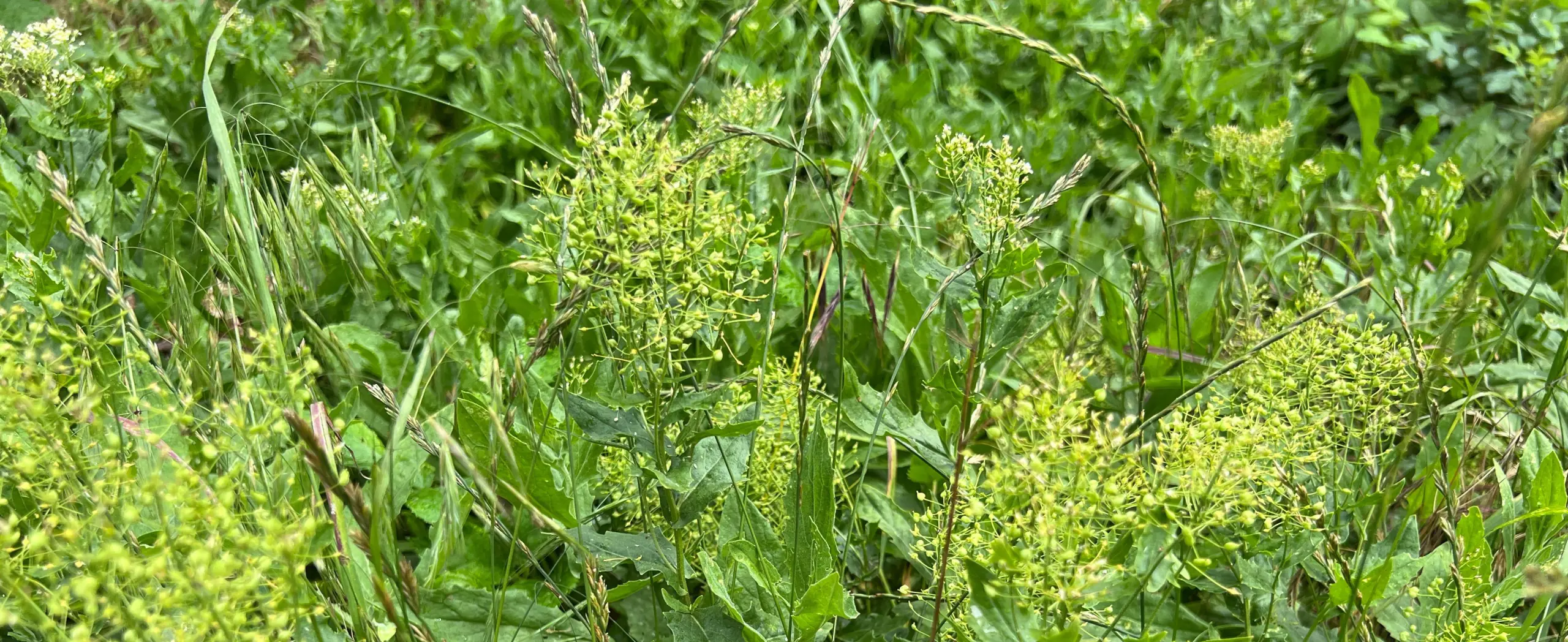 Image of White Top Noxious Perennial Weed 2560_1048