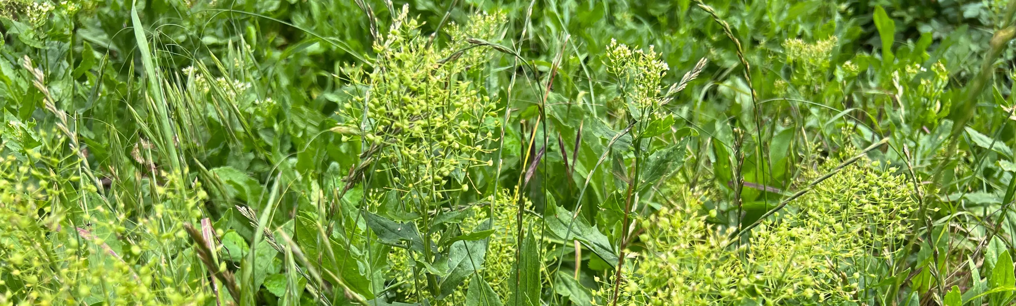 Image of White Top Noxious Perennial Weed 3480_1048
