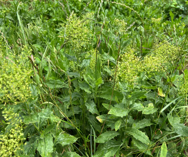 Image of White Top Noxious Perennial Weed 600_1400